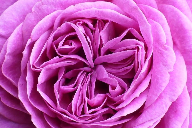 rose-petals-flower-petals-roses